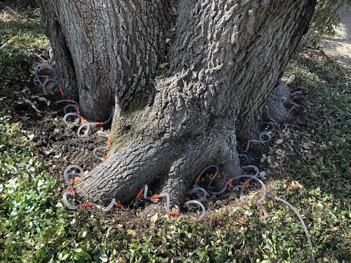 Detailed Tree Cabling and Bracing job site in Salinas
